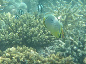 outrigger reef waikiki beach resort,Discover the Paradise of Outrigger Reef Waikiki Beach Resort