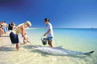 australia coral reef,Australia Coral Reef: A Diverse and Vital Ecosystem