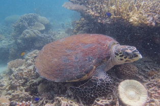 lost reef adventures,Lost Reef Adventures: A Dive into the Wonders of the Underwater World