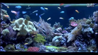 fringe coral reef,Fringe Coral Reef: A Diverse and Vibrant Ecosystem