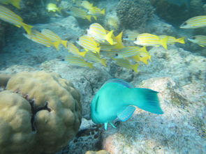 reef beach,Discovering the Wonders of a Reef Beach