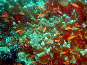 art’s underwater reef,Geographical Location