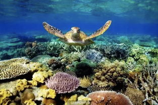 great barrier reef in australia,The Great Barrier Reef in Australia: A Diverse and Majestic Wonder