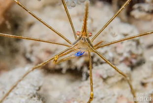 arrow crab reef safe,Arrow Crab Reef Safe: A Comprehensive Guide