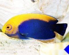 flame angelfish reef safe,Flame Angelfish: A Reef Safe Delight