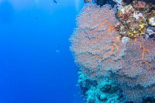 apo reef philippines,Apo Reef Philippines: A Diving Paradise Unveiled