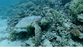 virgin islands coral reef national monument,Virgin Islands Coral Reef National Monument: A Dive into Nature’s Wonders