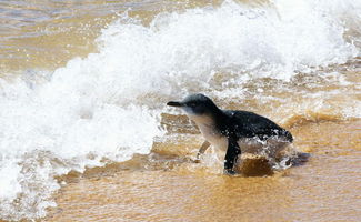 alligator reef swim,Discover the Thrilling Alligator Reef Swim Experience