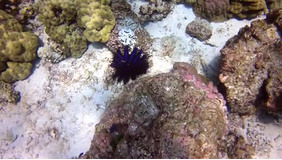 the coral reef,Formation and Structure