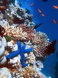 great barrier reef marine park,Great Barrier Reef Marine Park: A Diving into the Heart of the Coral Kingdom