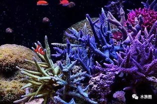 green algae in reef aquarium,Green Algae in Reef Aquarium: A Comprehensive Guide