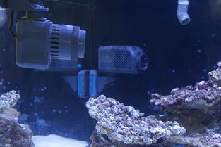 reef tank heater,Reef Tank Heater: A Comprehensive Guide for Aquarists