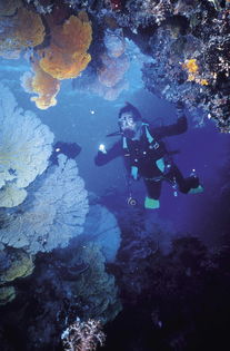 where is the great barrier reef found,Where is the Great Barrier Reef Found?