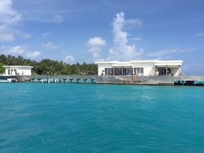 bikini reef tree hut,Bikini Reef Tree Hut: A Unique Tropical Escape