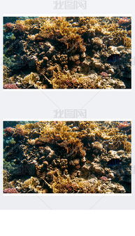 colorful beautiful coral reef,The Coral Reef’s Structure