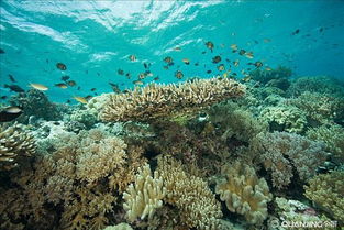 fish coral reef,Fish Coral Reef: A Diverse and Thriving Ecosystem