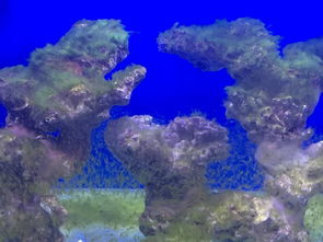 reef tank,Choosing the Right Tank