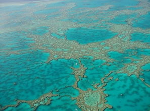 great barrier reefs,The Great Barrier Reef: A Diverse and Majestic Wonder