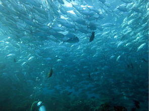 jack’s reef ny,Jack’s Reef Ny: A Dive into the Underwater Paradise