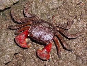 reef crab,What is a Reef Crab?