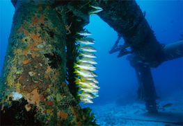 conch reef,Understanding the Conch Reef