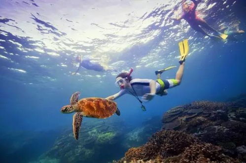 best barrier reef snorkeling,Best Barrier Reef Snorkeling: A Diving into Paradise Experience