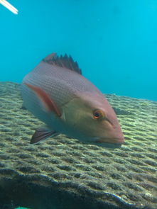 brisbane to barrier reef,Brisbane to Barrier Reef: A Detailed Journey Through Australia’s Natural Wonders