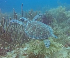 st george reef,St George Reef: A Diving Paradise Unveiled