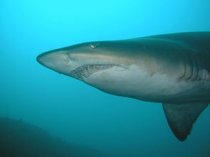 grey reef sharks,Grey Reef Sharks: A Detailed Dive into the World of These Mysterious Predators