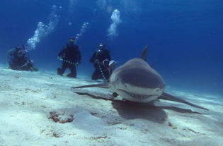 egypt reef oasis,Egypt Reef Oasis: A Dive into the Underwater Paradise