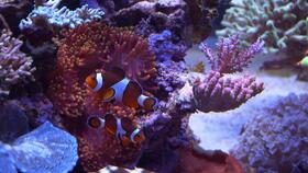 reef tank shop,Reef Tank Shop: Your Ultimate Destination for Marine Aquariums