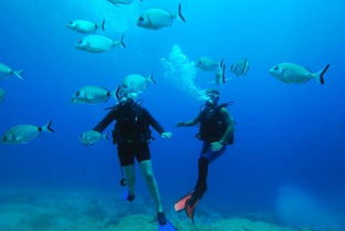 bamboo reef scuba diving centers,Bamboo Reef Scuba Diving Centers: A Comprehensive Guide